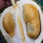 Durian Package