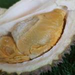D13 Durian - 750g Dehusked