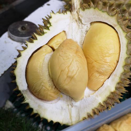 Frozen Durian Package