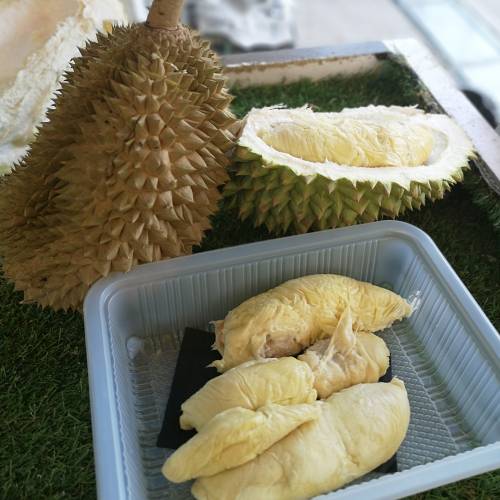 Durian kasap merah